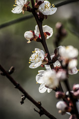 Blooming tree with pink flowers in spring. Springtime.