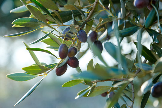 Black olives on a brunch