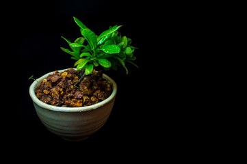 Small tree in white ceramic pot on black background