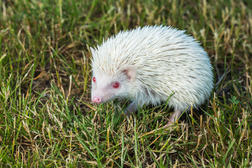 Hedgehog in the green grass ,African pygmy hedgehog