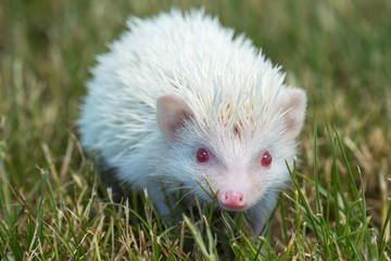 Naklejka na ściany i meble Hedgehog in the green grass ,African pygmy hedgehog