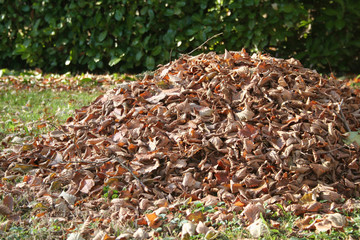 Mucchio di foglie secche raccolte in giardino