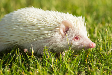 Hedgehog in the green grass ,African pygmy hedgehog