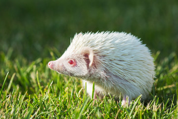 Hedgehog in the green grass ,African pygmy hedgehog