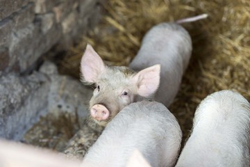 pig portrait at livestock farm