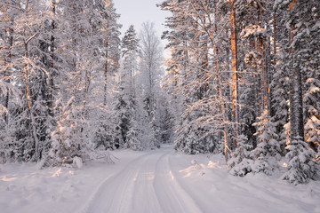 Obraz premium Road Among Snow Covered Trees In The Winter Forest. Winter Forest Landscape . Beautiful Winter Morning In A Snow-Covered Pine Forest. Real Russian Winter. Frosty Pine Trees In Snowy Forest In The Sun