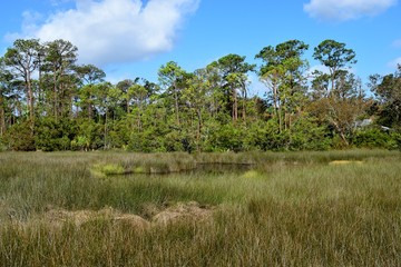 Marshland of Florida backdrop