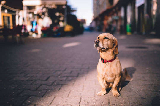 Dog sitting on the street