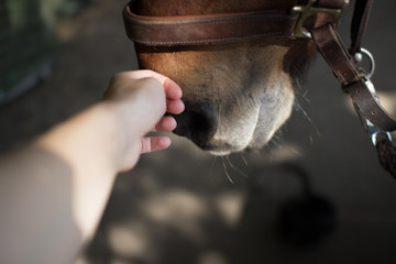 Hand streichelt vertrauensvoll Nase von Pferd © Katja Hanzl