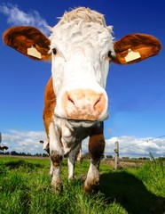Kopf einer Kuh auf der Weide, Nahaufnahme