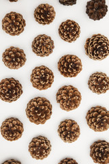 pine cone arrangement on a white background. 