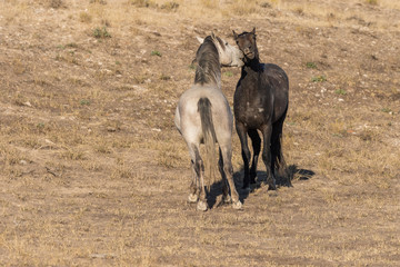 Wild Horse Stallions Fighting