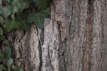 Big ivy