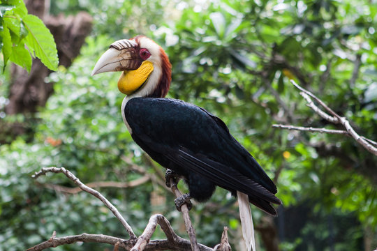 Male wreathed hornbill (Rhyticeros undulatus) on the branch. One of the exotic tropical birds in Bali Indonesia bird park in november.