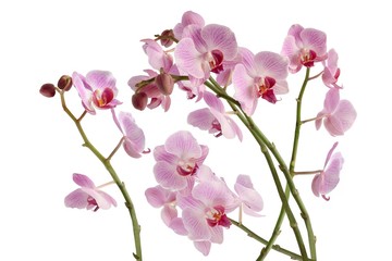 Fototapeta na wymiar pretty orchid Phalaenopsis close up
