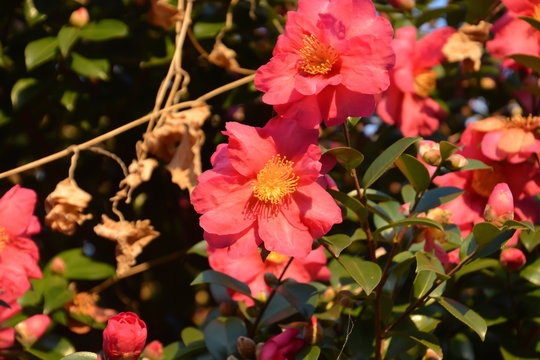 Sasanqua; Camellia Sasanqua