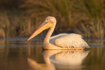 Great white pelican