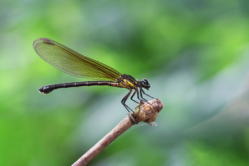 Yellow Damselfy/Dragon Fly/Zygoptera sitting in the edge of bamboo stem