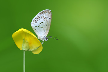 Butterfly Zizina otis indica/Lesser Grass Blue sits on the yellow flower (Arachis pintoi), isolated green background