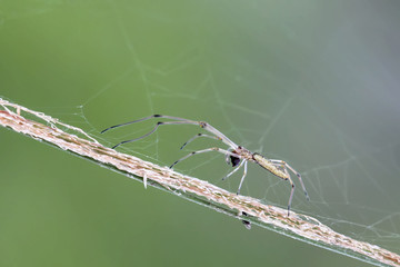 Spider cross the dry grass