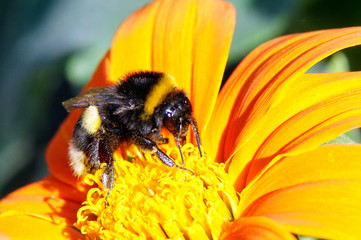 Abeille sur cosmos jaune