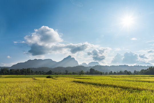Rice field in vangvieng lao