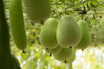 Serre aux Gourdes au Potager Extraordinaire