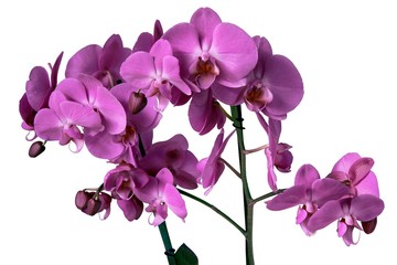 pretty orchid Phalaenopsis close up