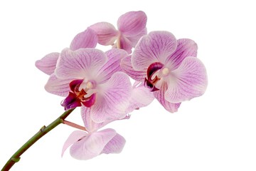 pretty orchid Phalaenopsis close up