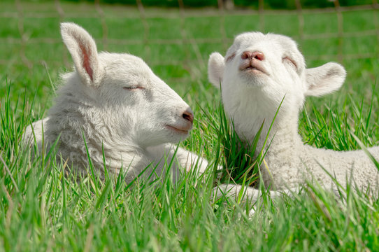 Osterzeit - zwei Schaflämmer dösen in der Sonne