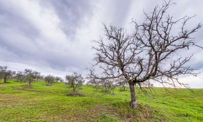 Fototapeta na wymiar Bare trees on a beautiful countryside, cloudy day
