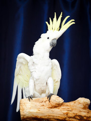white parrot Cockatoo bird