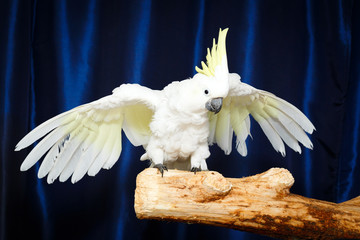 white parrot Cockatoo bird