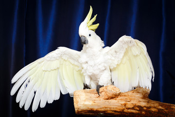white parrot Cockatoo bird © DragoNika