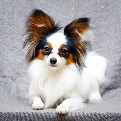 Continental Toy Spaniel dog