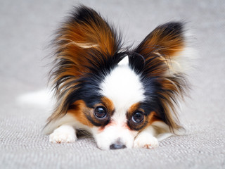 Continental Toy Spaniel dog