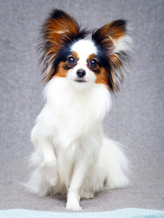 Continental Toy Spaniel dog