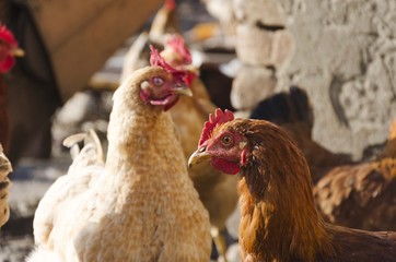 chicken head portrait. animal livestock poultry