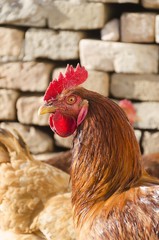 chicken head portrait. animal livestock poultry