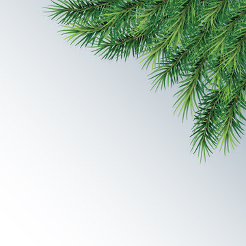  fir-tree branches- festive design. Close-up. Isolated. Christmas. New Year.   Vector Illustration .Eps 10.