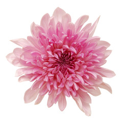 beautiful chrysanthemum isolated on white
