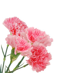 the long stem carnations gift