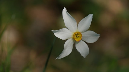 Narciso bianco selvatico in primavera nel bosco