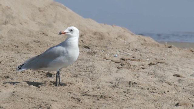 Seagull walking on sand by the sea shore with waves