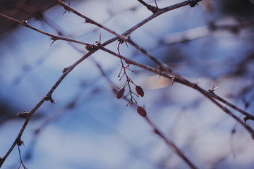 Branch with berries on blurred background