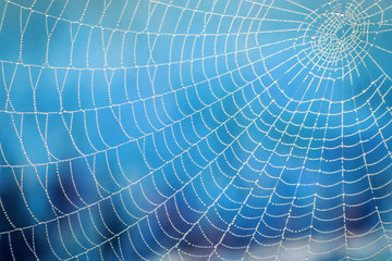 Spider web on blue blurred background, close-up