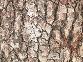 Tree bark texture