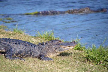 North Carolina Alligator