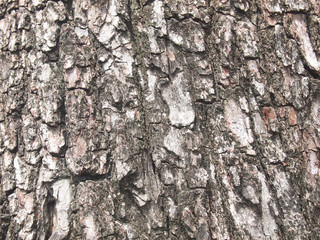 Tree bark texture