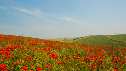 Field of poppies on downland farm Sussex England in summer